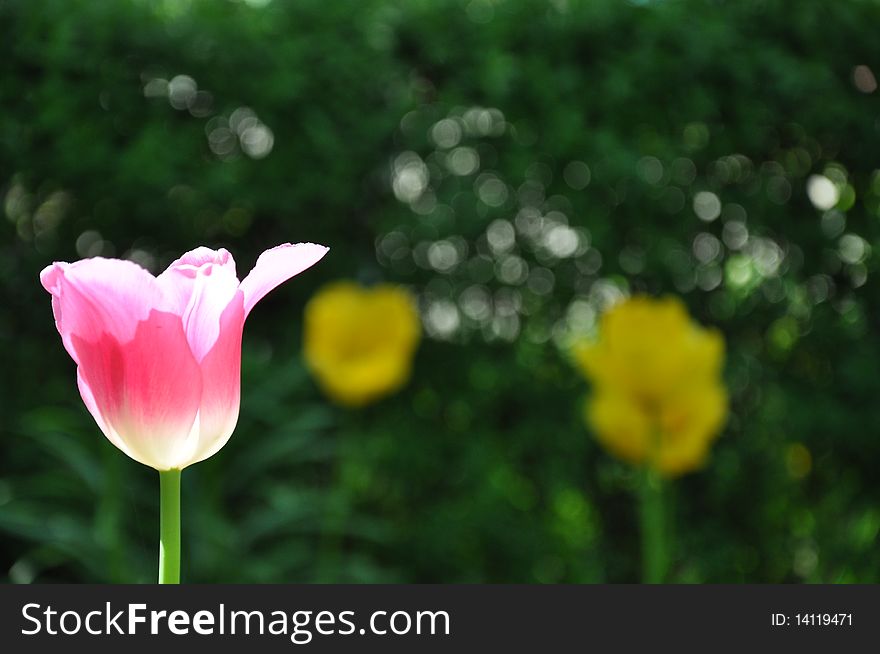 Pink Tulip On Sun