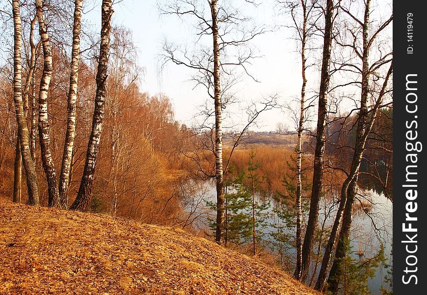 Some birches on high coast of the river in April. Some birches on high coast of the river in April