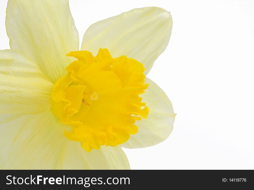 Daffodil isolated on a white background. Daffodil isolated on a white background