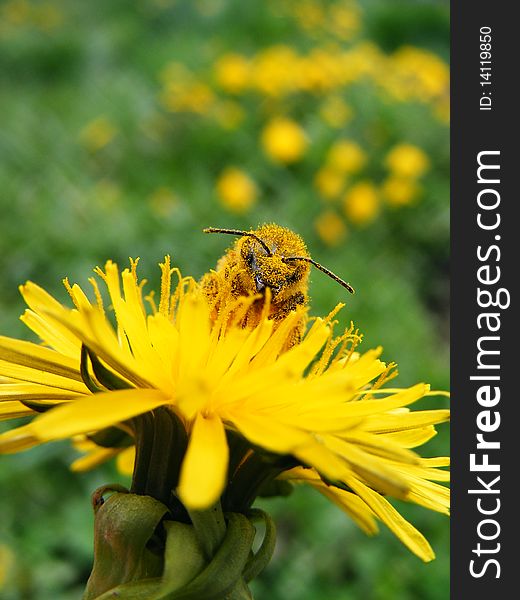 Honeybee on dandelion