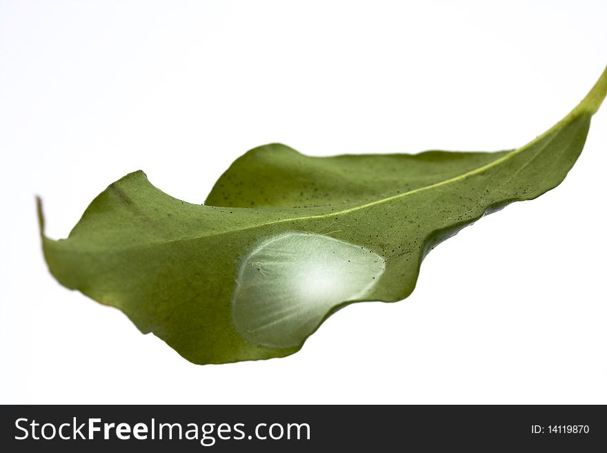 Isolated leaf with spider eggs on a white background