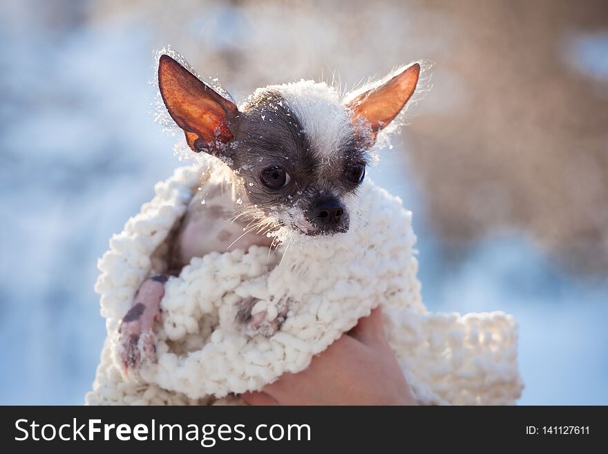 Peruvian hairless and chihuahua mix dog in the winter field
