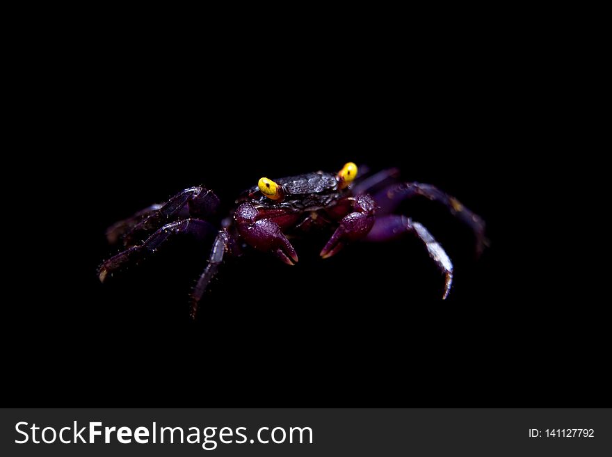 Little Purple Vampire Crab, Geosesarma dennerle, isolated on black background. Little Purple Vampire Crab, Geosesarma dennerle, isolated on black background