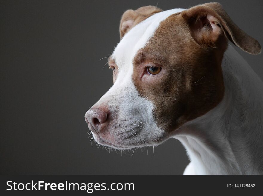 Portrait of Pit Bull Dog Looking Out Window