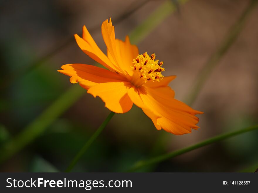 Happy Tilted Orange Wild Flower