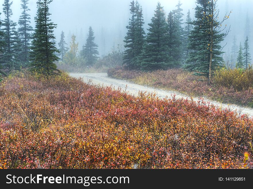 Narrow Road On A Foggy Morning In Denali National Park.