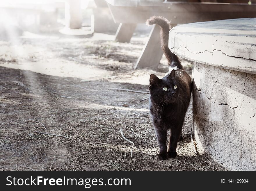 Black cat walking in the park. Spring, sun, green grass
