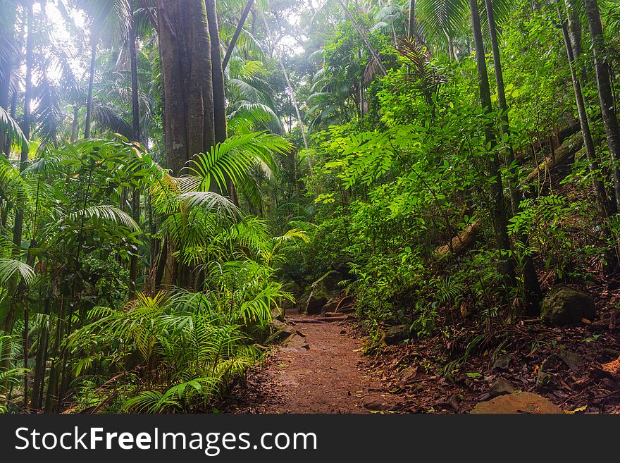 A Walking Track In A Subtropical Rainforest - Australia