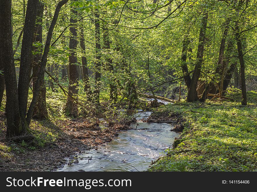 The Creek In Forest Of Little Carpathian Hills - Slovakia