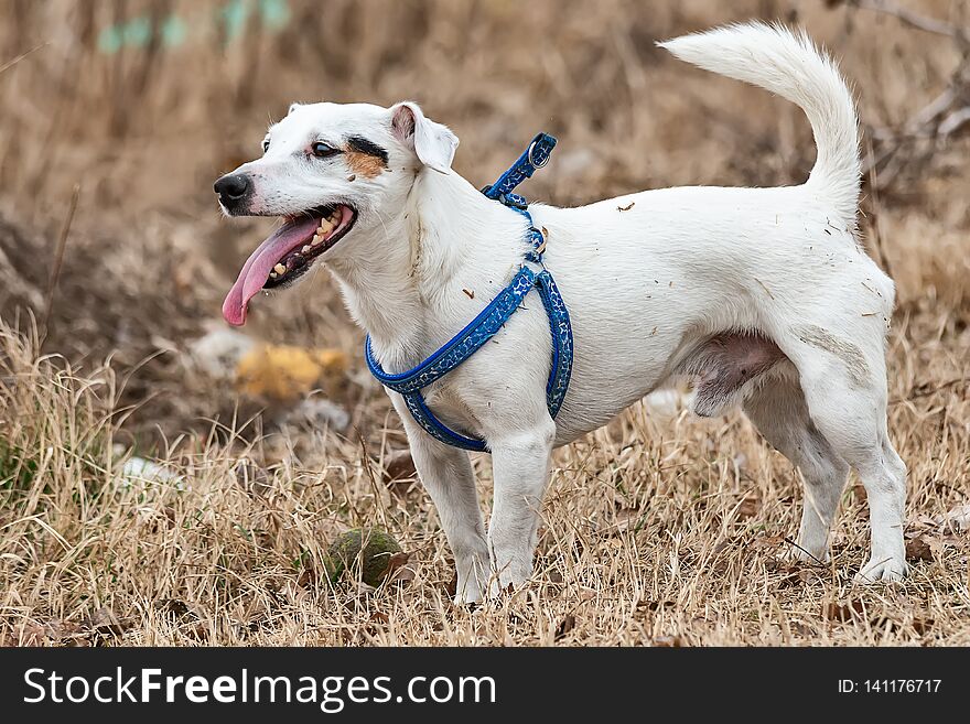 Dog Terrier Is Playing With A Ball In The Nature