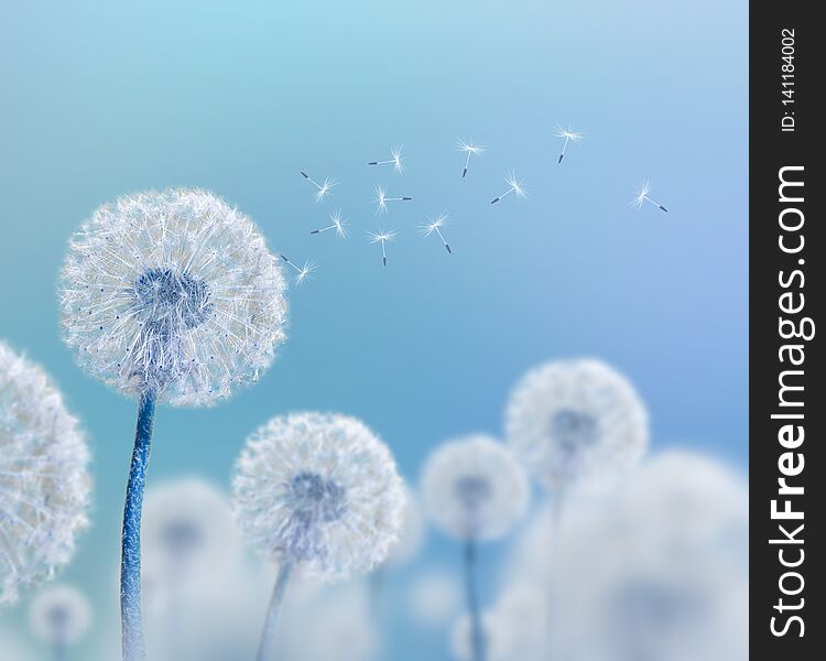 White dandelions on blue background, wide view