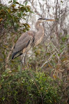 Great Blue Heron Stock Images
