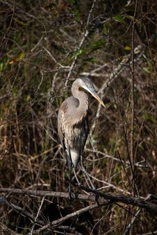 Great Blue Heron Royalty Free Stock Images