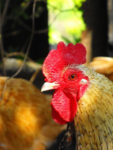 Rooster Stock Photos Rooster Stock Photos