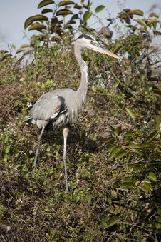 Great Blue Heron Stock Images Great Blue Heron Stock Images