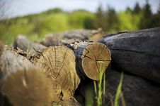 Tree Trunks Heap Stock Image Tree Trunks Heap Stock Image