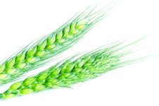Wheat Ears Royalty Free Stock Photography Wheat Ears Royalty Free Stock Photography
