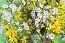 Blossoming Plum And Forsythia Maluch Royalty Free Stock Images Blossoming Plum And Forsythia Maluch Royalty Free Stock Images