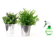 Two Flowers In Metal Pots And Spray Bottle. Royalty Free Stock Photo Two Flowers In Metal Pots And Spray Bottle. Royalty Free Stock Photo