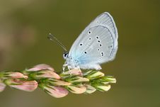 Day Butterfly (Lycaena) Royalty Free Stock Images