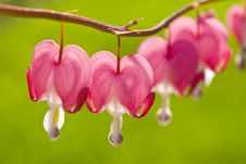 Bleeding Heart Royalty Free Stock Photo Bleeding Heart Royalty Free Stock Photo