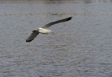 Herring Gull Stock Image