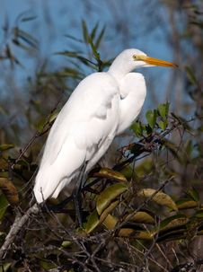 Great White Egret Stock Image Great White Egret Stock Image