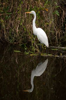Great White Egret Stock Image Great White Egret Stock Image