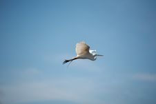 Great White Egret Stock Photography Great White Egret Stock Photography
