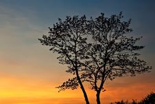 Tree Silhouette At Sunset. Stock Images Tree Silhouette At Sunset. Stock Images