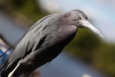 Little Blue Heron Stock Photos Little Blue Heron Stock Photos