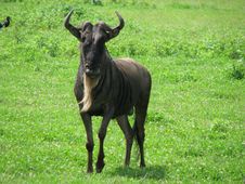 Blue Wildebeest (Tanzania) Royalty Free Stock Image