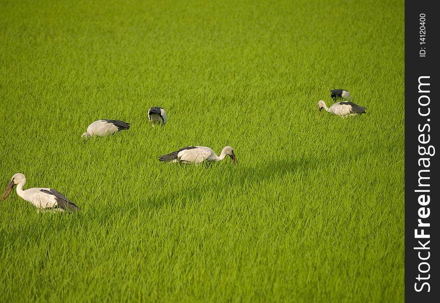Stork Eat Field