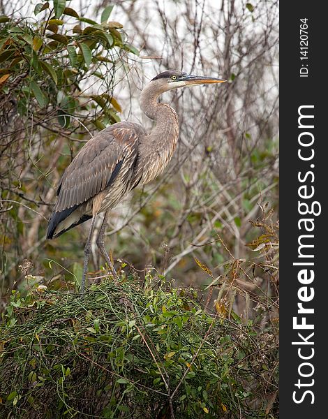 Great Blue Heron from the Florida Everglades.