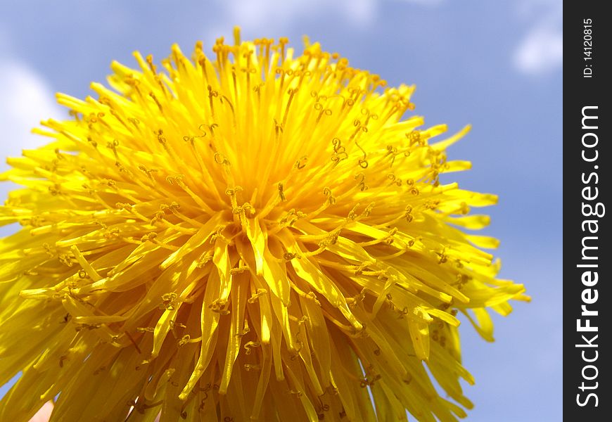 Detail photo of yellow dandelion flower and sky. Detail photo of yellow dandelion flower and sky