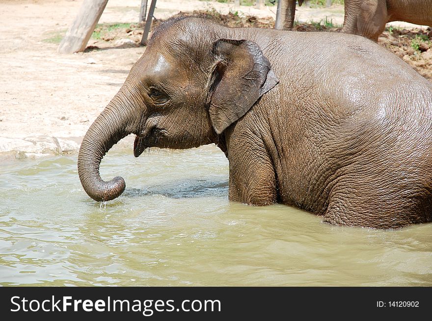 An elephant swimming at the pond