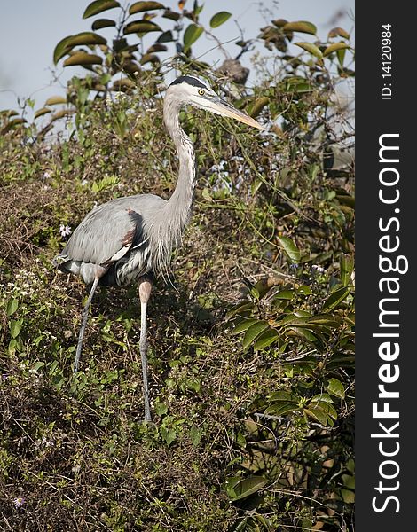 Great Blue Heron from the Florida Everglades.