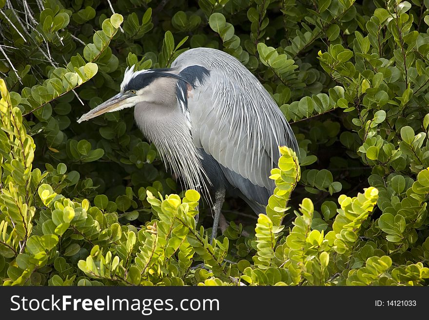 Great Blue Heron from the Florida Everglades.