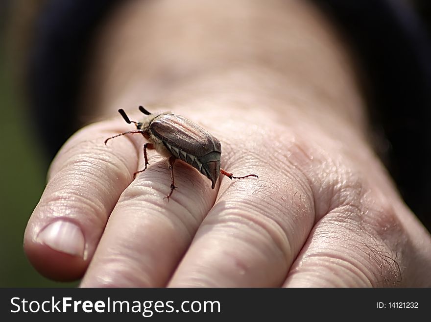 A man letting the June bug fly