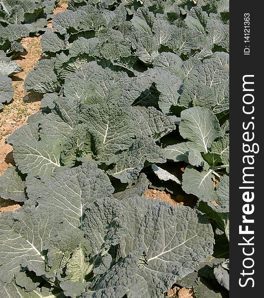 Cultivated fields of cabbage