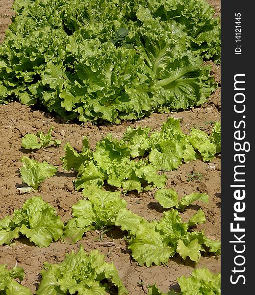 Cultivated fields of green salad in village. Cultivated fields of green salad in village