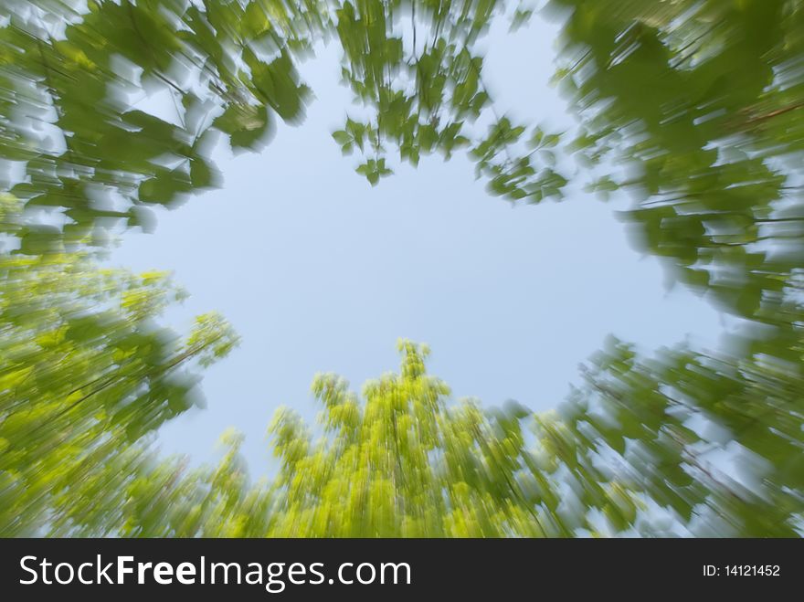 Foliage Of Trees, Blur