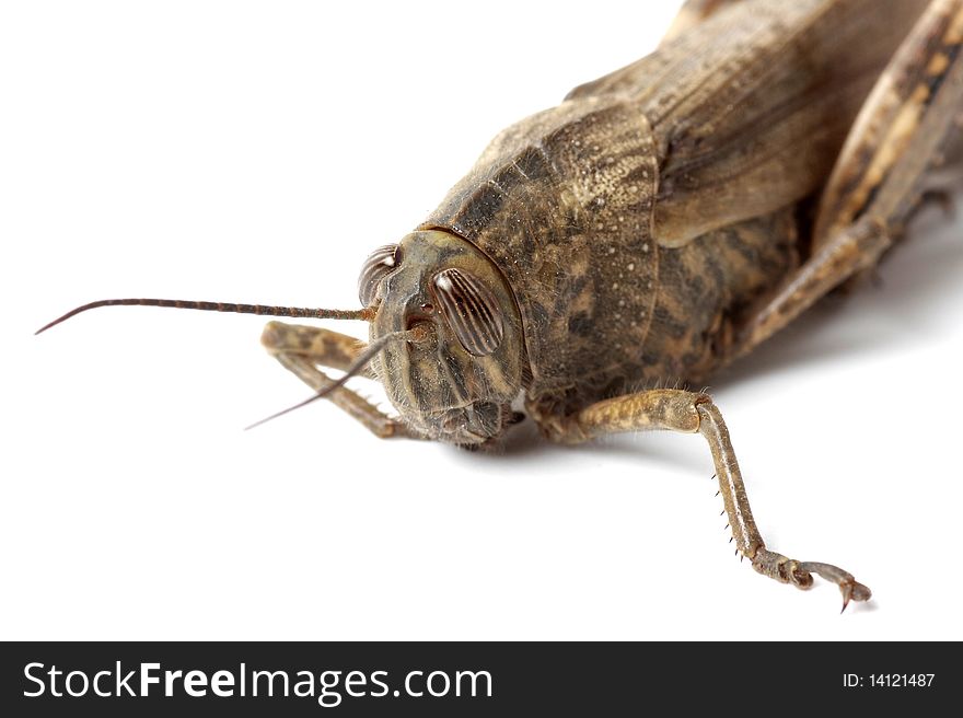 Wild grasshopper on white background