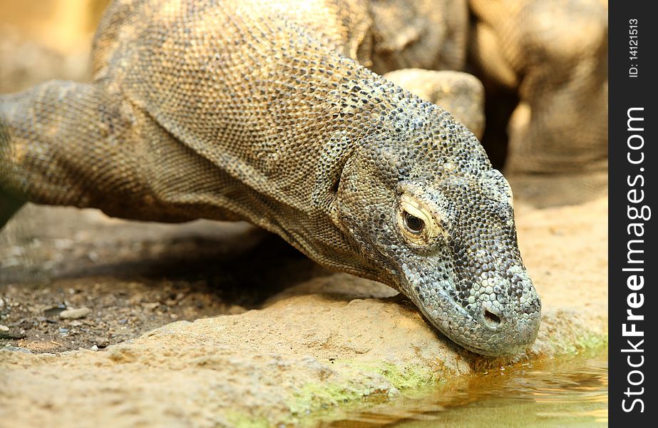 Close up of a Komodo Dragon drinking