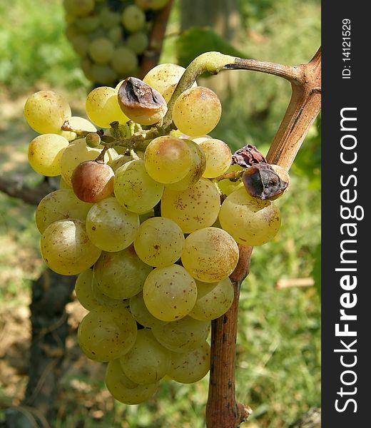 Cluster of white grapes with the rotten and ripe balls. Cluster of white grapes with the rotten and ripe balls