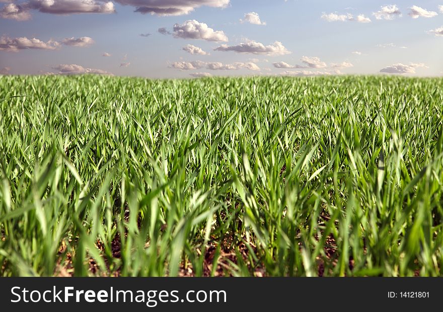Winter wheat on a spring field
