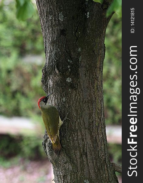 A green woodpecker in the spring which looks for a tree for its nest