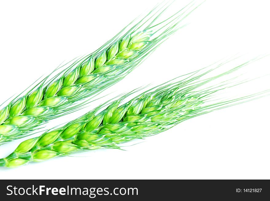 Fresh green wheat ears isolated on white background