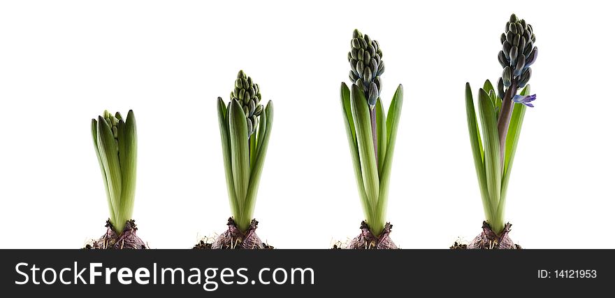 Hyacinthus stem on white background