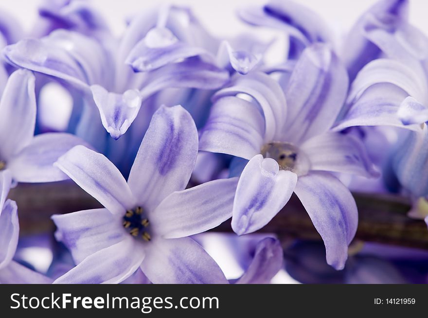 Hyacinthus Flower